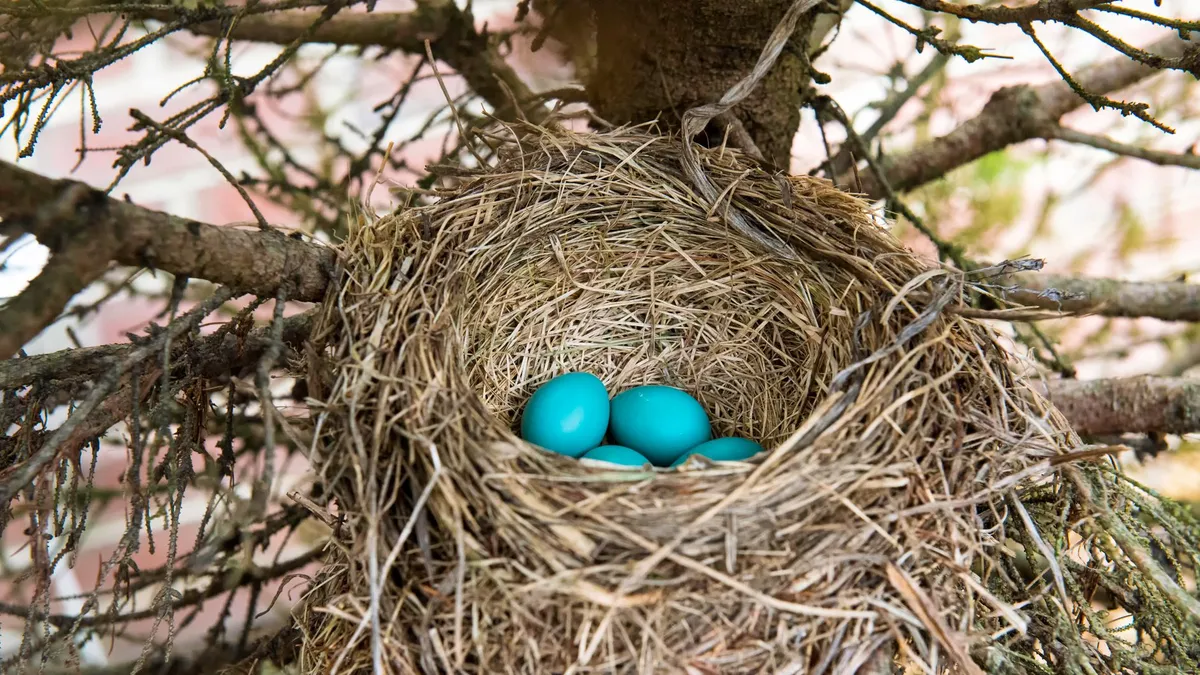 A nest holding eggs